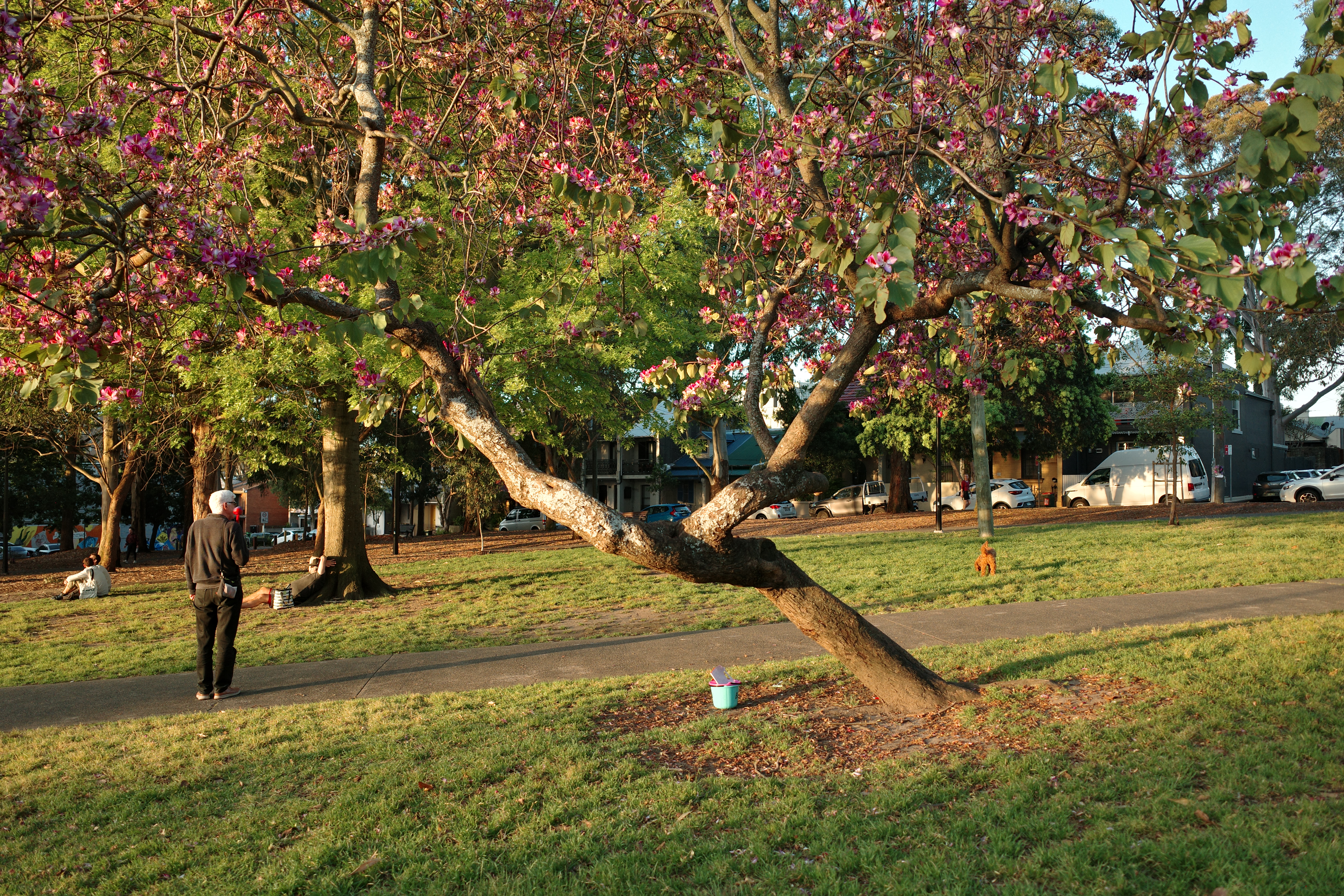 Tree in park